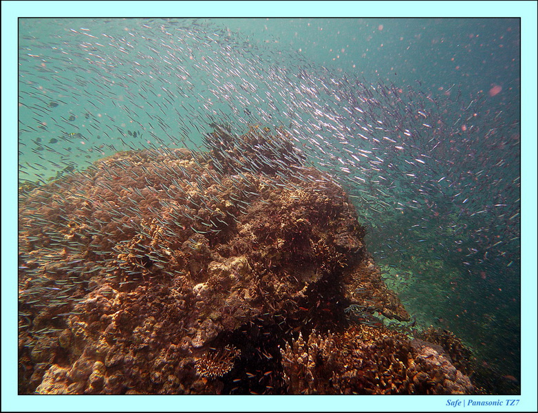 2011 - 08 - Borneo - Mataking 38